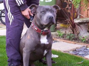 Irish Staffordshire Bull Terrier Breeders