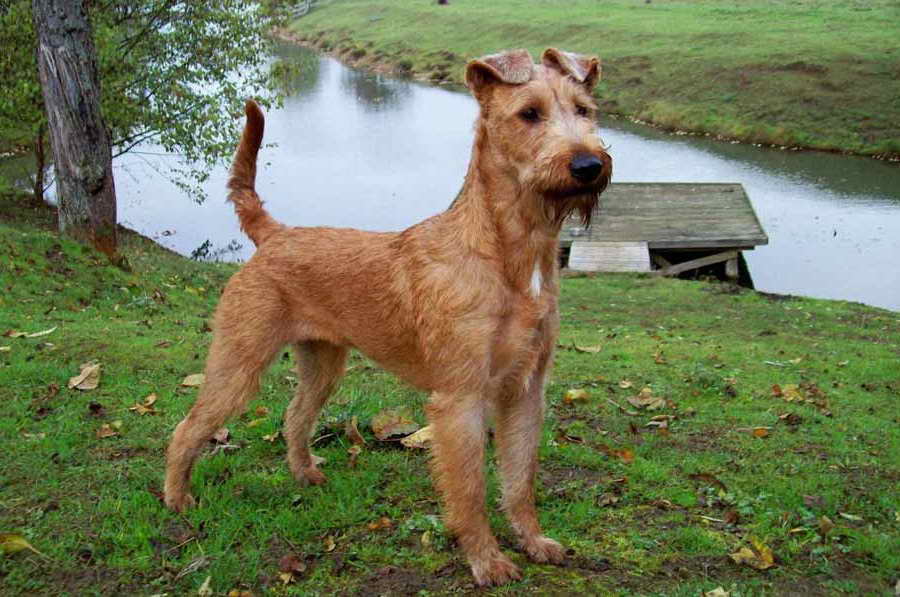 Irish Terrier Dog