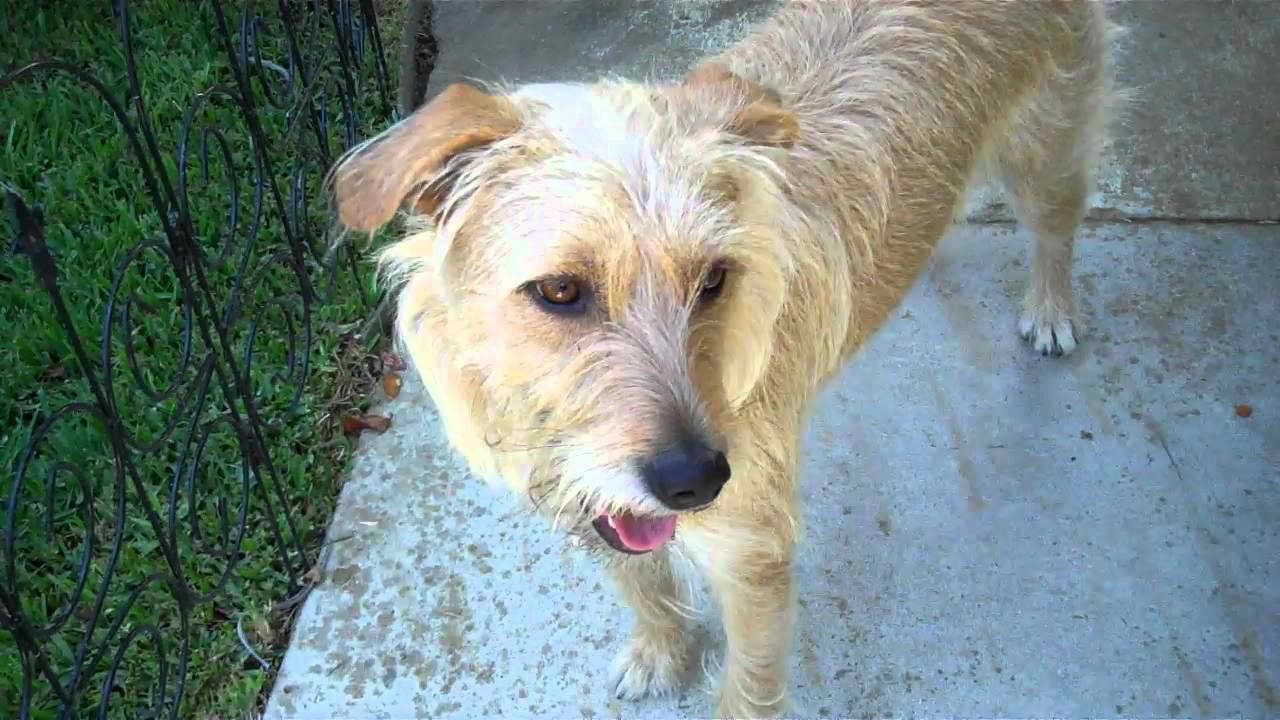 Irish Terrier Lab Mix