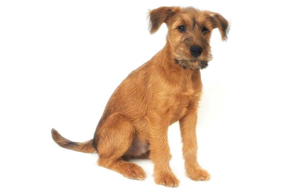 Irish Terrier Puppies