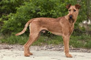 Irish Terrier Pups For Sale