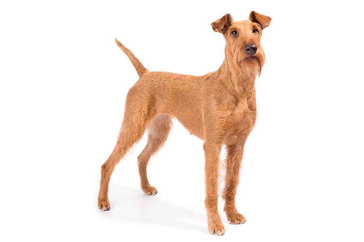 Irish Terrier