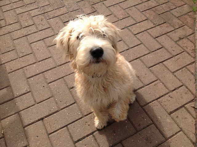 Irish Wheaten Terrier Puppies For Sale