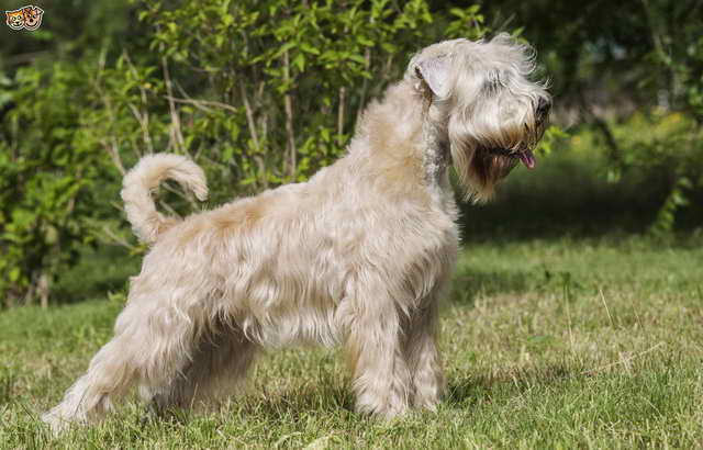 Irish Wheaten Terrier