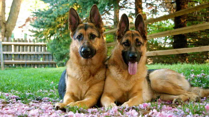 Is A German Shepherd A Good Dog For Me