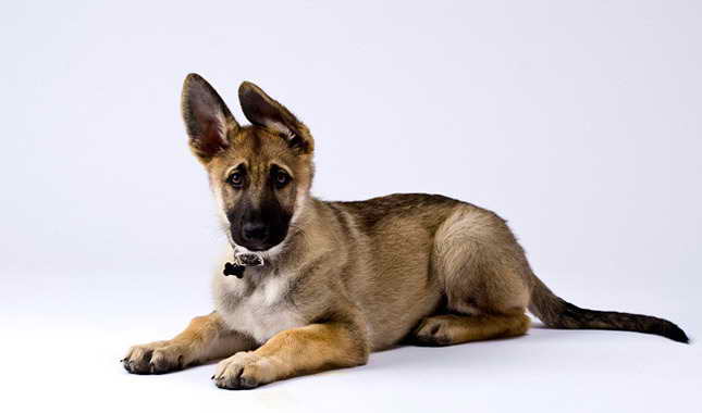 Is A German Shepherd A Good Family Dog