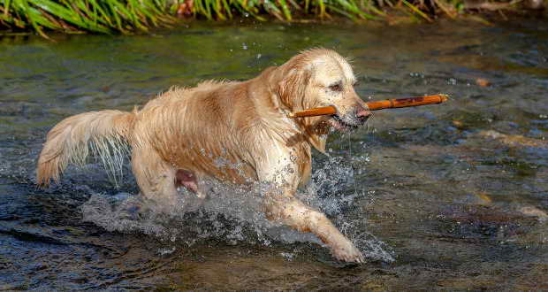 Is A Golden Retriever Right For Me