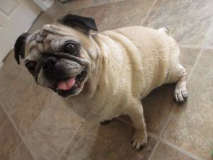 Is A Pug The Right Dog For Me