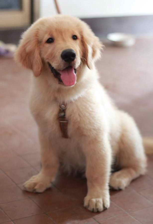 Is Golden Retriever A Good Dog