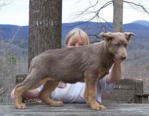 Isabella German Shepherd