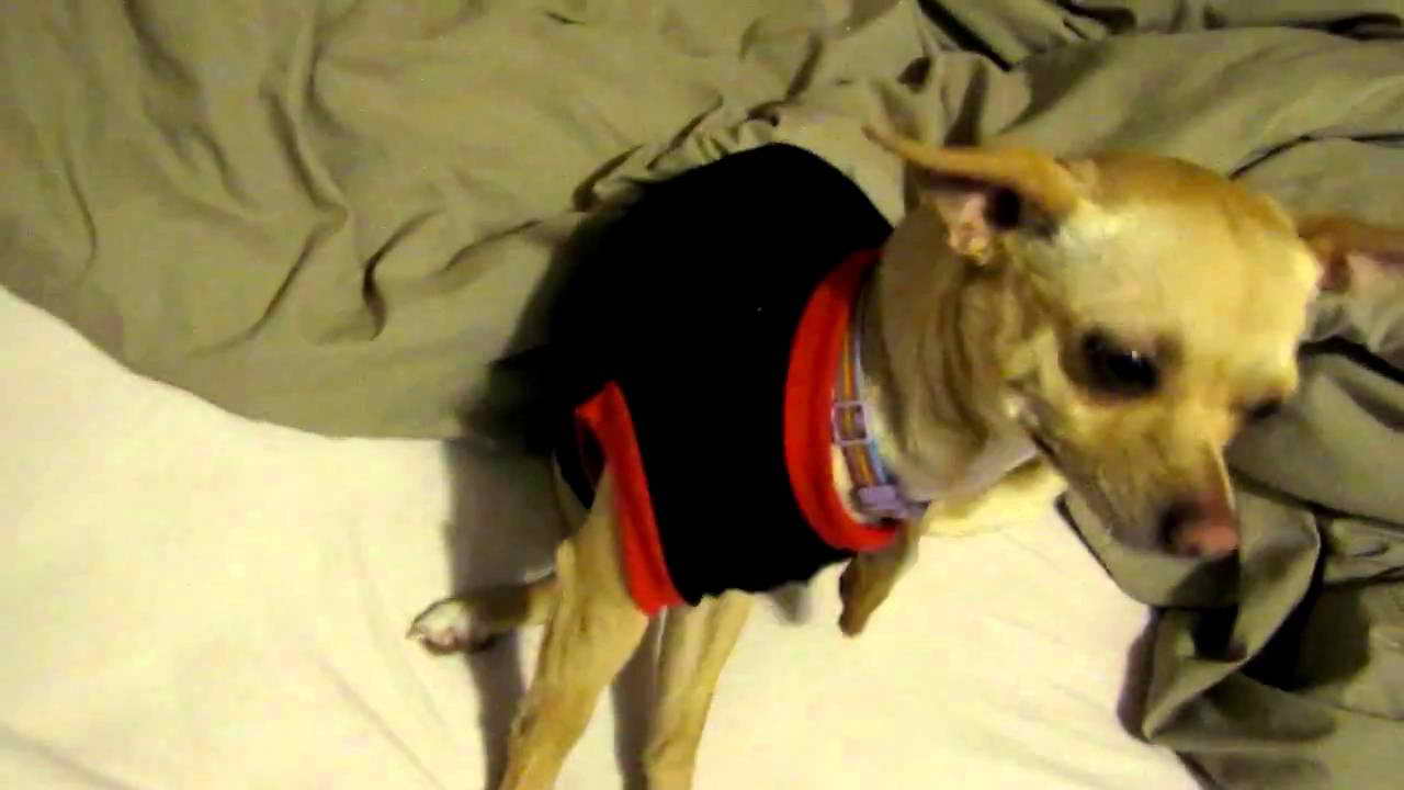 Itchy Chihuahua