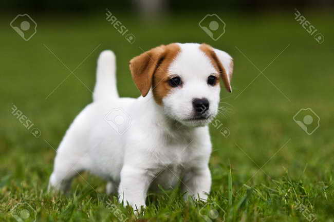 Jack Russel Terrier Adoptions