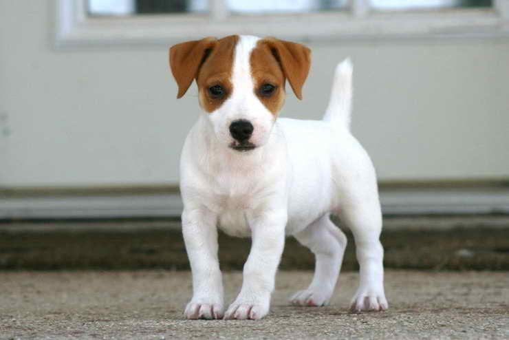 Jack Russell Adoption Florida