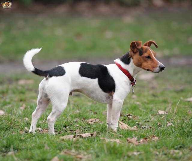 Jack Russell Adult