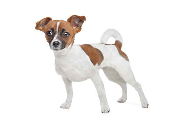 Jack Russell And Chihuahua Mix