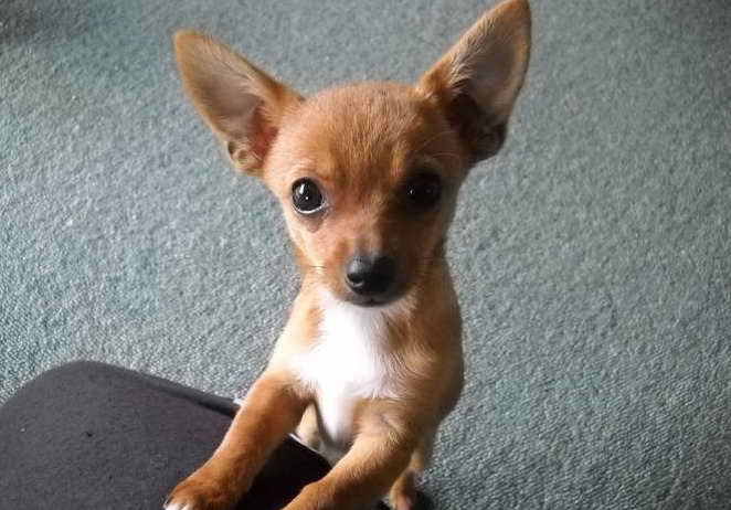 Jack Russell And Chihuahua Mixed
