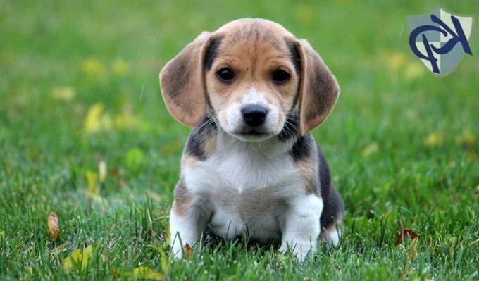 Jack Russell Beagle Mix Puppies For 