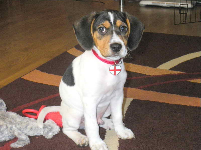 Jack Russell Beagle Mix Puppies