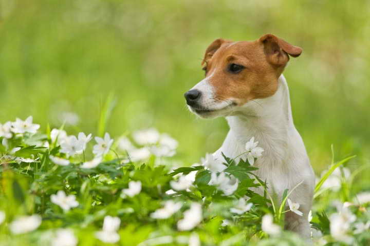 Jack Russell Behaviors