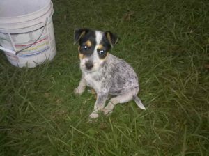 Jack Russell Blue Heeler Mix Puppies