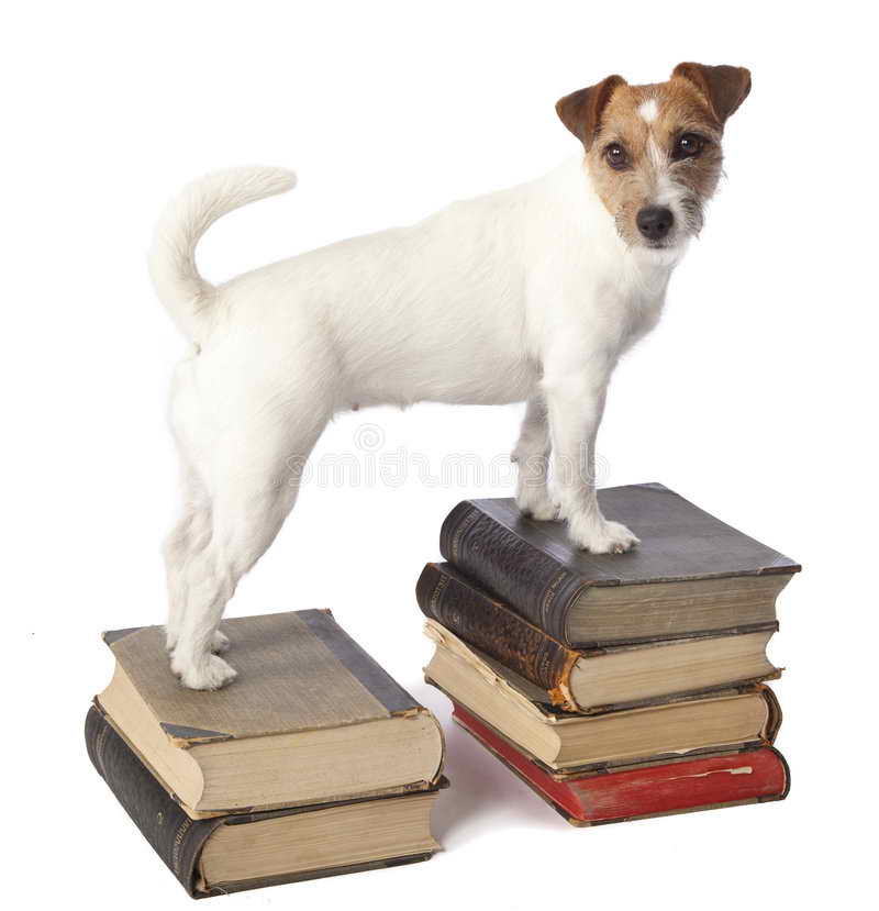 Jack Russell Books