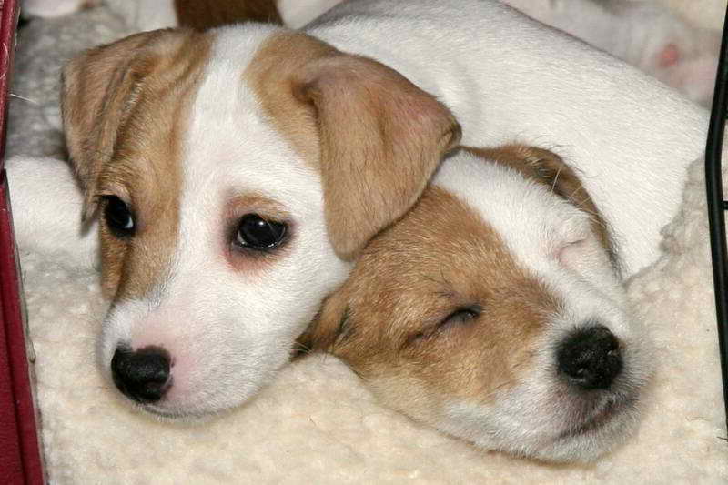 Jack Russell Breeders California