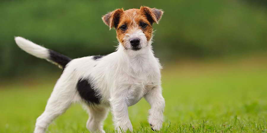 Jack Russell Care