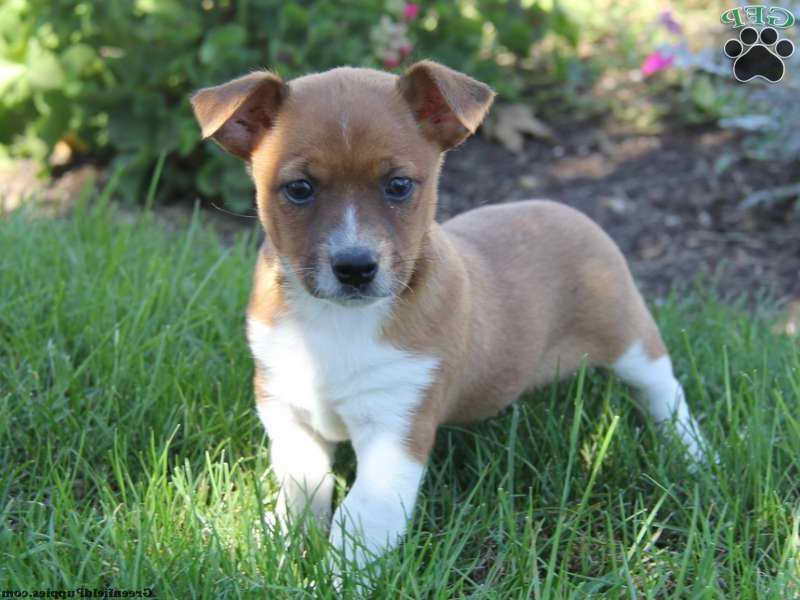 Jack Russell Chihuahua Mix For Sale