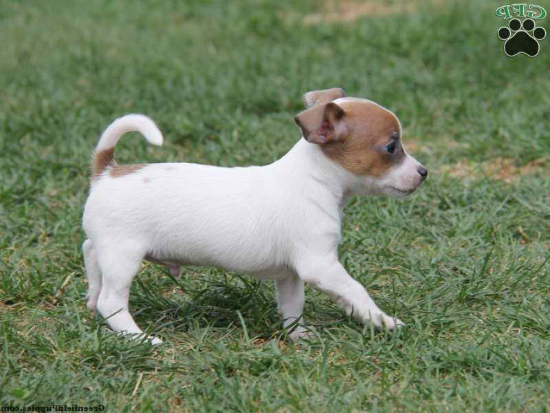 Jack Russell Chihuahua Mix Puppies For Sale PETSIDI