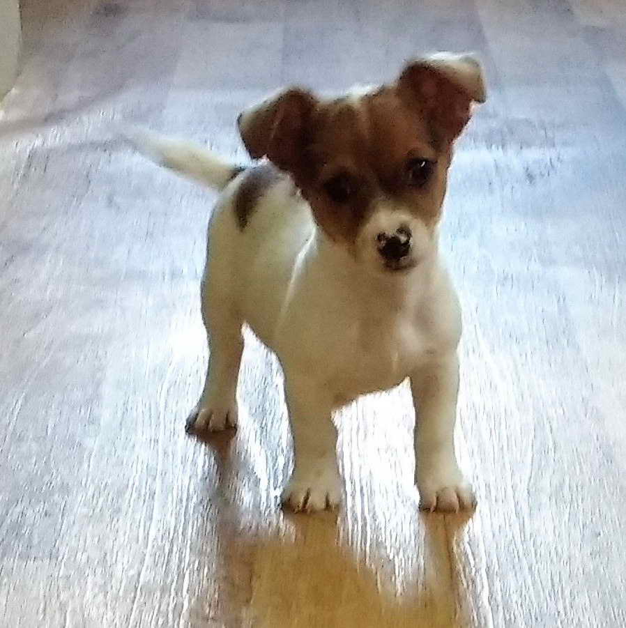 Jack Russell Chihuahua