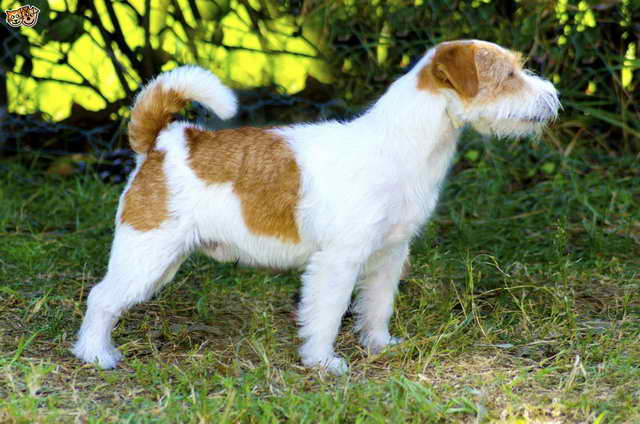 Jack Russell Coats