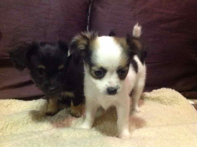 Jack Russell Cross Chihuahua Puppies For Sale