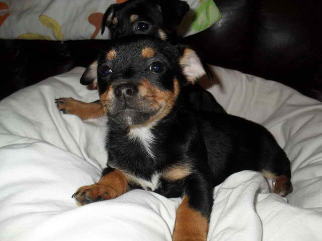 Jack Russell Dachshund Mix For Sale