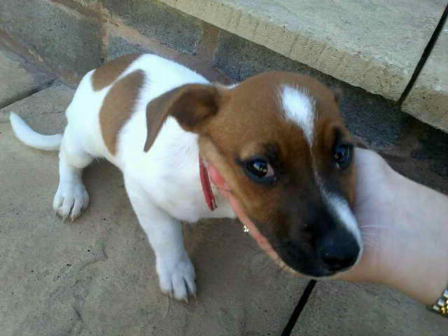 Jack Russell Dog For Sale