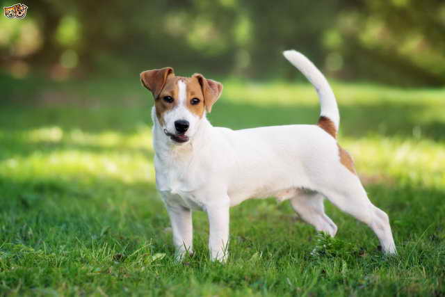 Jack Russell Dog Pic