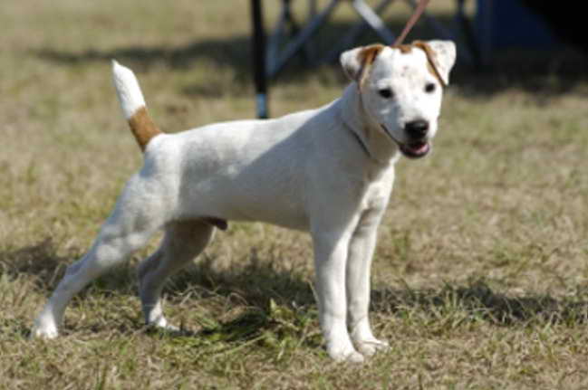 Jack Russell Florida