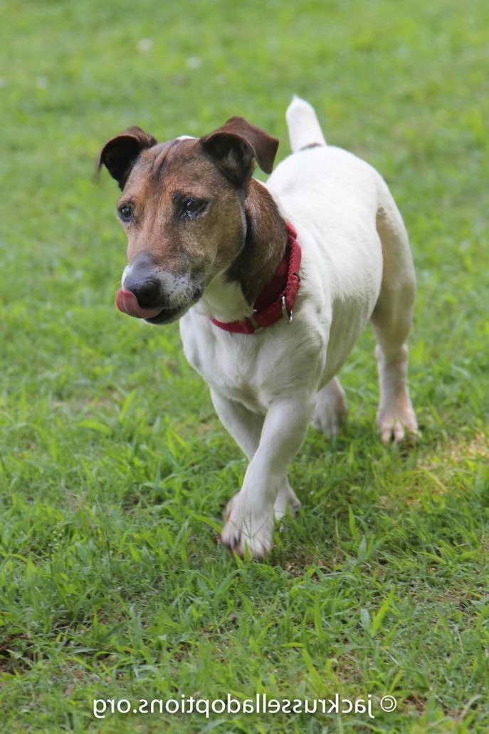 Jack Russell For Adoption Near Me