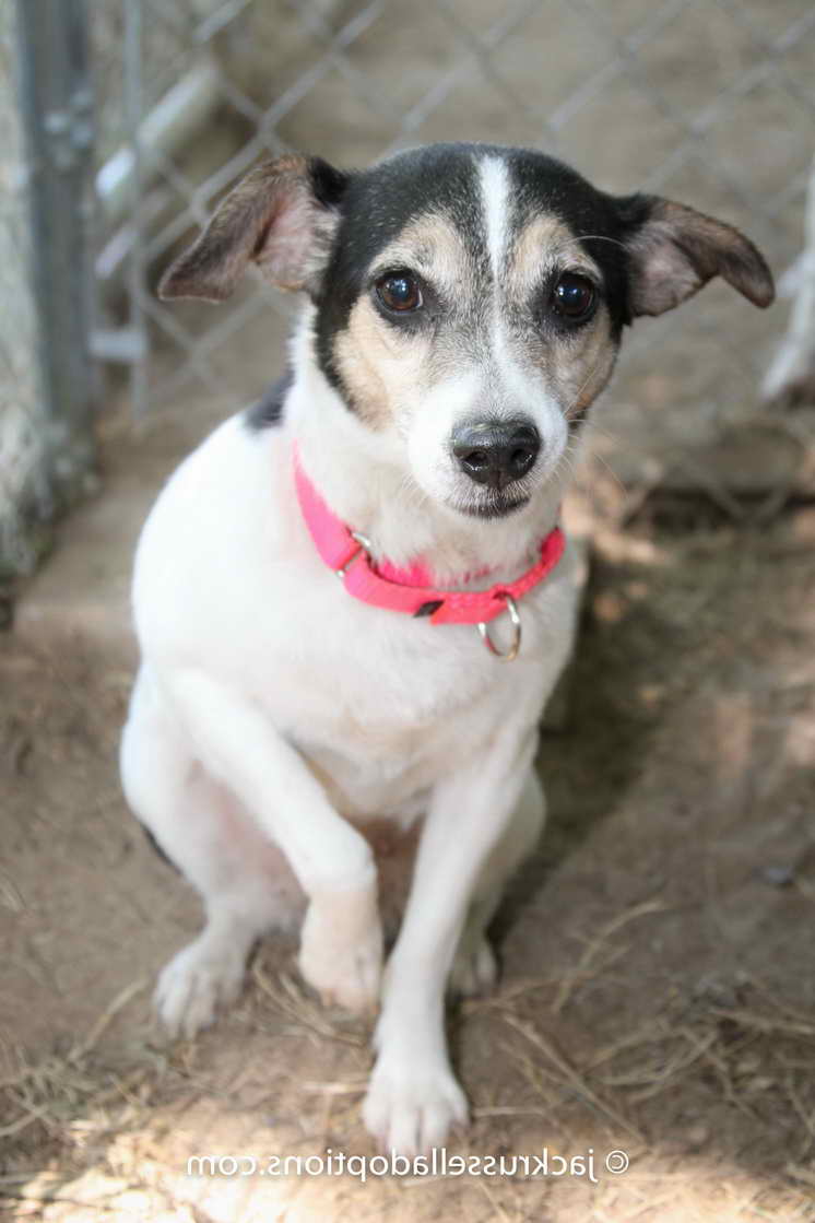 Jack Russell For Adoption