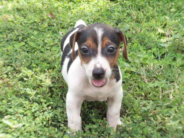 Jack Russell For Sale In Ga