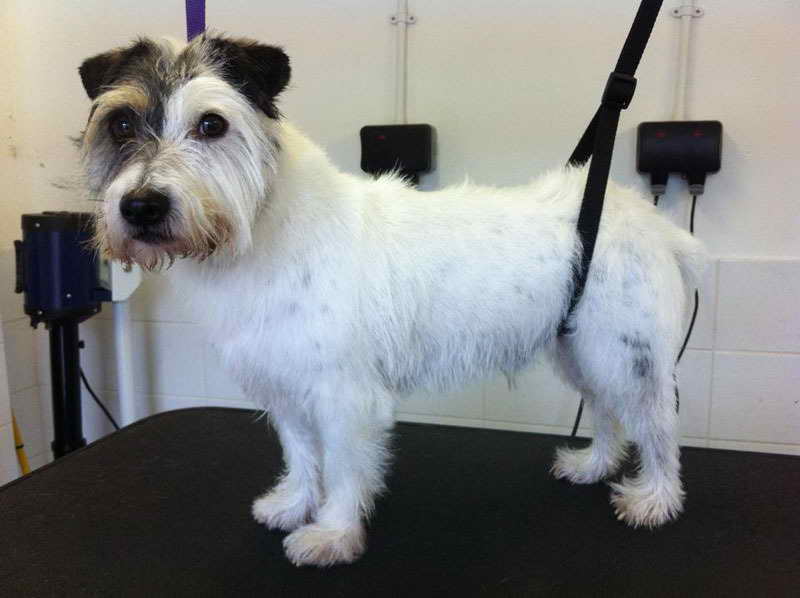 Jack Russell Grooming