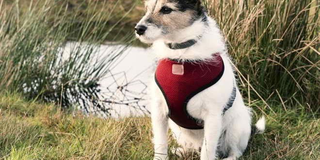 Jack Russell Harness