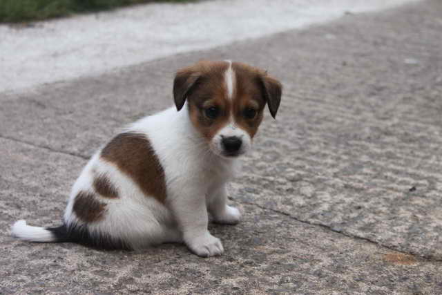 Jack Russell Mix Puppies