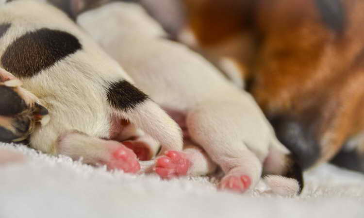 Jack Russell Newborn Puppies