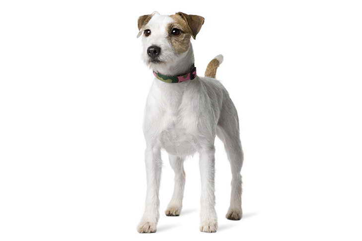 Jack Russell Parson Terrier
