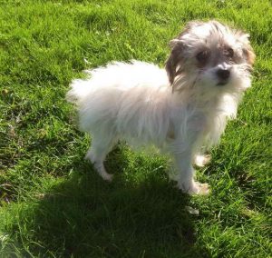 Jack Russell Poodle Mix Puppies For Sale