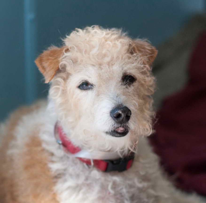 Jack Russell Poodle Mix