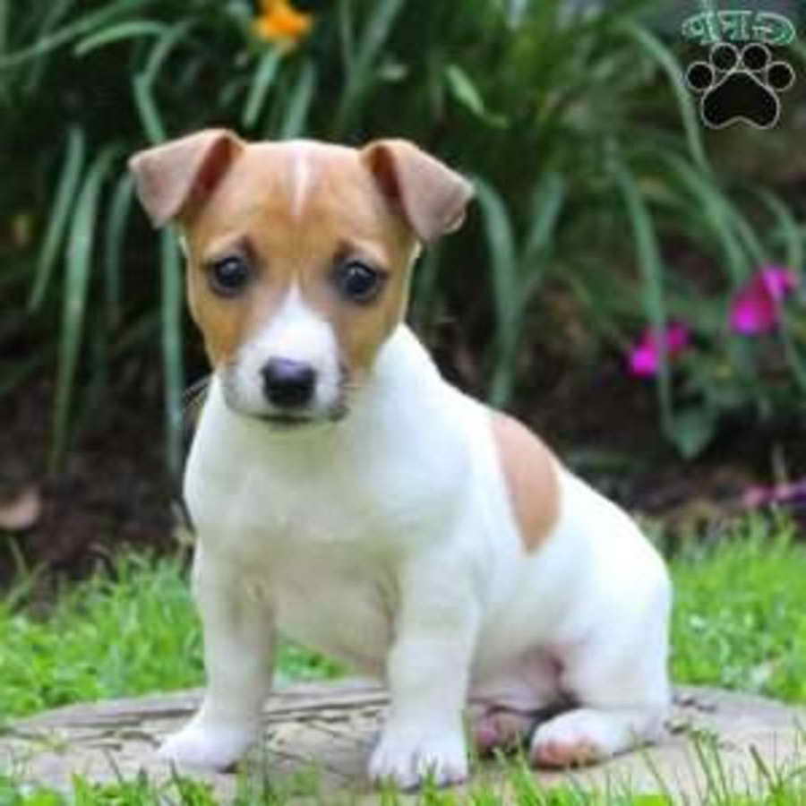 Jack Russell Price