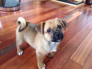 Jack Russell Pug Mix Puppies