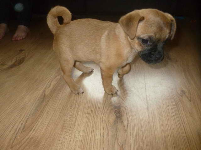 Jack Russell Pug Mix Puppies For Sale
