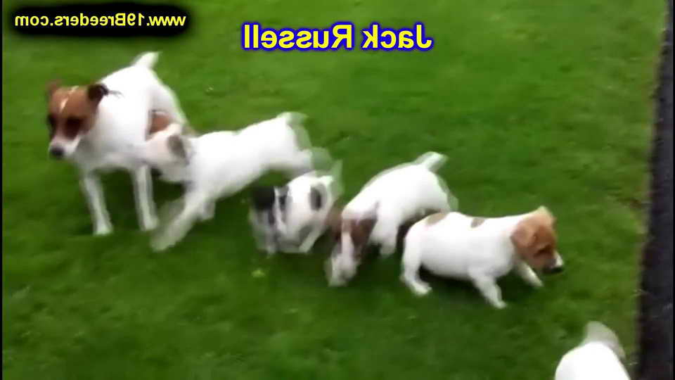 Jack Russell Puppies For Sale In Alabama